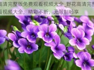 野花高清完整版免费观看视频大全_野花高清完整版免费观看视频大全，精彩不断，无限制畅享