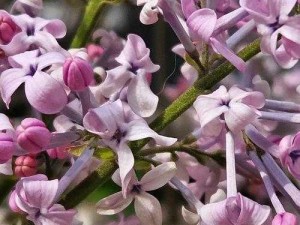 丁香花视频完整版在线观看—求丁香花视频完整版在线观看