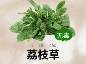 绿巨人樱桃荔枝青青草的功效_绿巨人樱桃荔枝青青草有何功效？