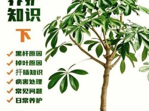 口袋植物枯木处理宝典：实用方法与技巧分享