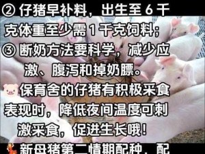 明日之后猪崽养殖指南：全面解析养猪方法与技巧