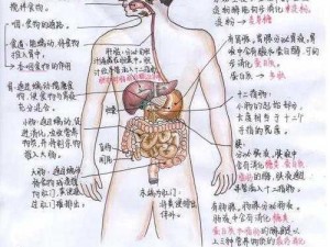 人体消化道中最长的器官揭秘：揭秘肠道奥秘，探索人体奥秘之旅