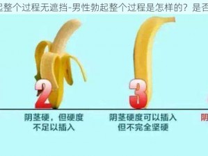 男性勃起整个过程无遮挡-男性勃起整个过程是怎样的？是否无遮挡？