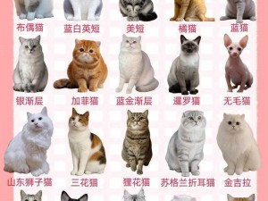 猫之城猫咪品种大揭秘：全面一览各类猫咪风采