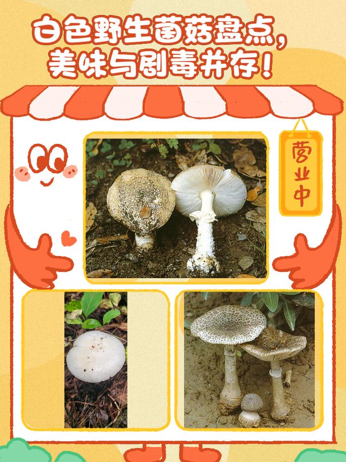 白色野生菌菇宝典：种类大全与实用指南