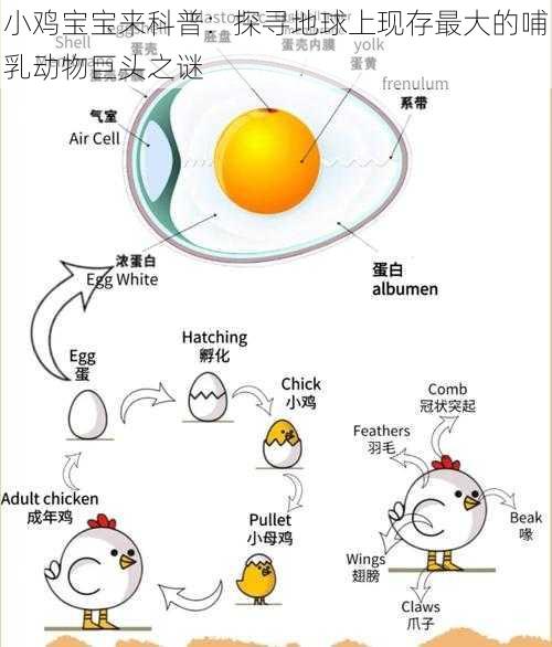 小鸡宝宝来科普：探寻地球上现存最大的哺乳动物巨头之谜