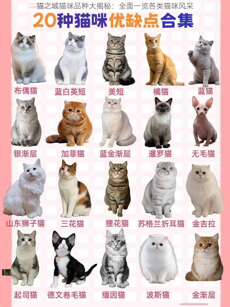 猫之城猫咪品种大揭秘：全面一览各类猫咪风采