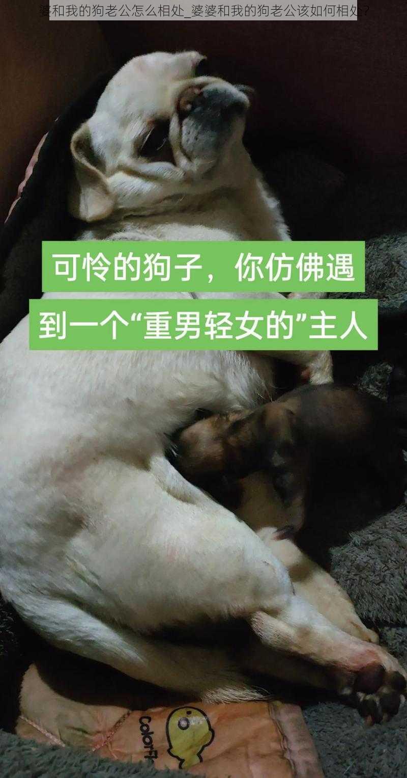 婆和我的狗老公怎么相处_婆婆和我的狗老公该如何相处？