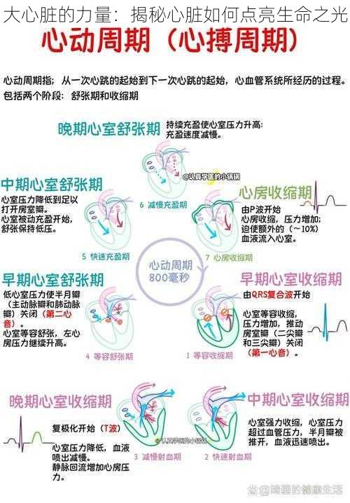 大心脏的力量：揭秘心脏如何点亮生命之光