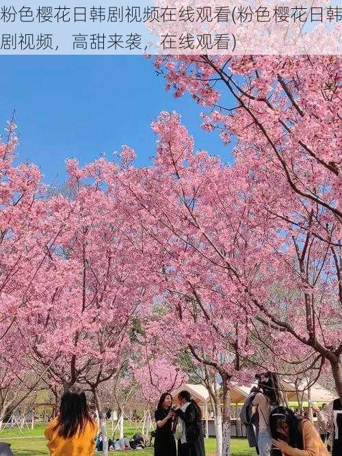 粉色樱花日韩剧视频在线观看(粉色樱花日韩剧视频，高甜来袭，在线观看)