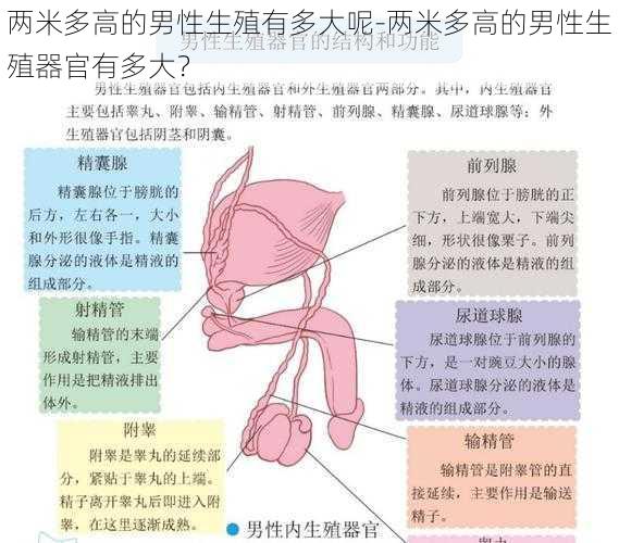 两米多高的男性生殖有多大呢-两米多高的男性生殖器官有多大？