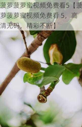 菠萝菠萝蜜视频免费看5【菠萝菠萝蜜视频免费看 5，高清无码，精彩不断】