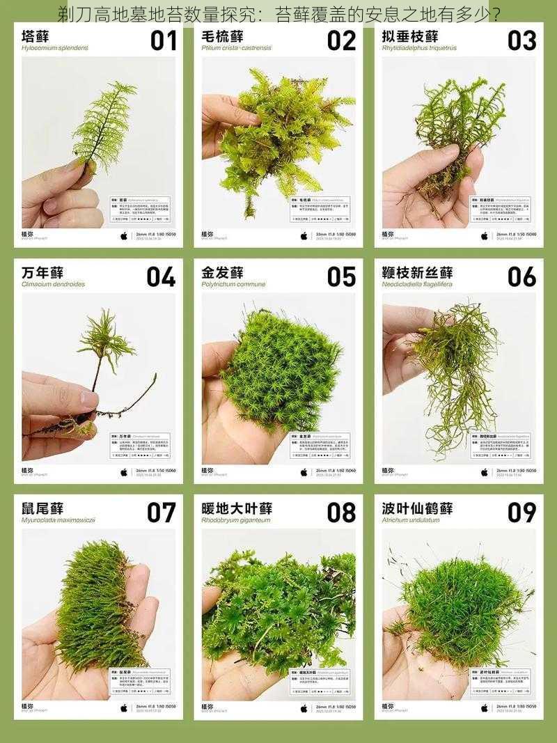 剃刀高地墓地苔数量探究：苔藓覆盖的安息之地有多少？