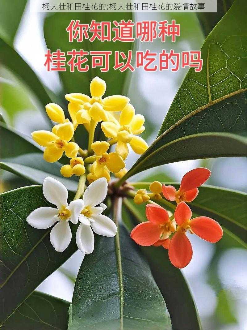 杨大壮和田桂花的;杨大壮和田桂花的爱情故事