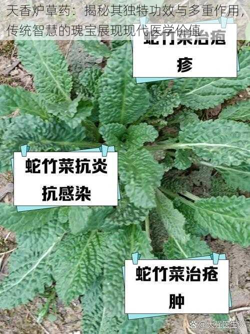 天香炉草药：揭秘其独特功效与多重作用，传统智慧的瑰宝展现现代医学价值