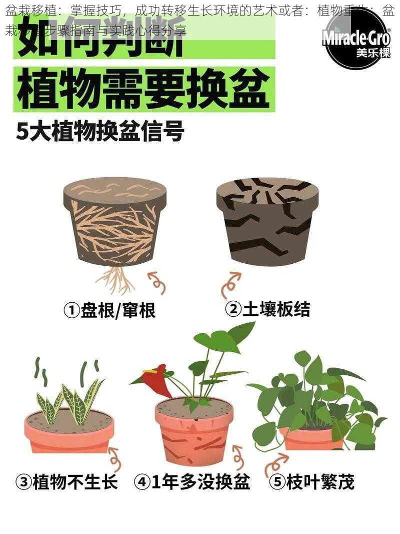 盆栽移植：掌握技巧，成功转移生长环境的艺术或者：植物重生：盆栽移植步骤指南与实践心得分享