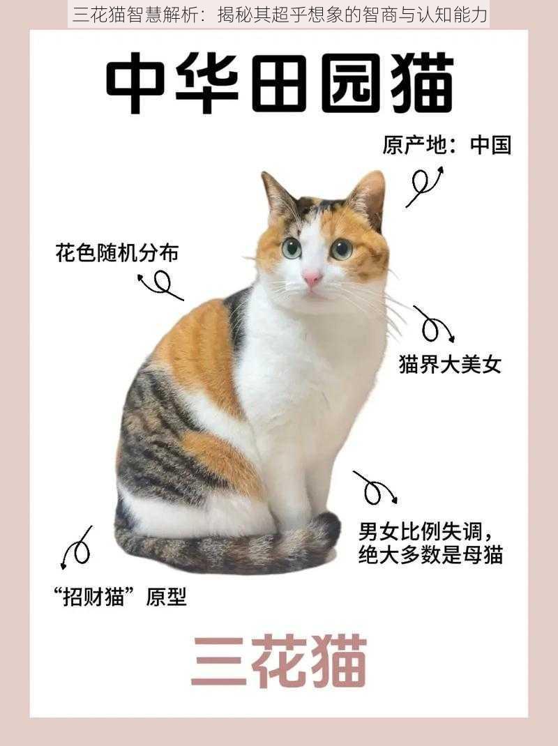 三花猫智慧解析：揭秘其超乎想象的智商与认知能力